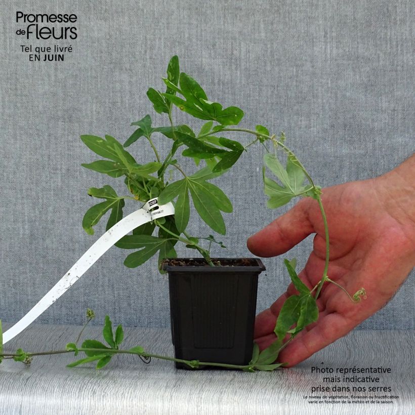 Passiflora caerulea- Passion Flower 8/9 cm pot sample as delivered in summer