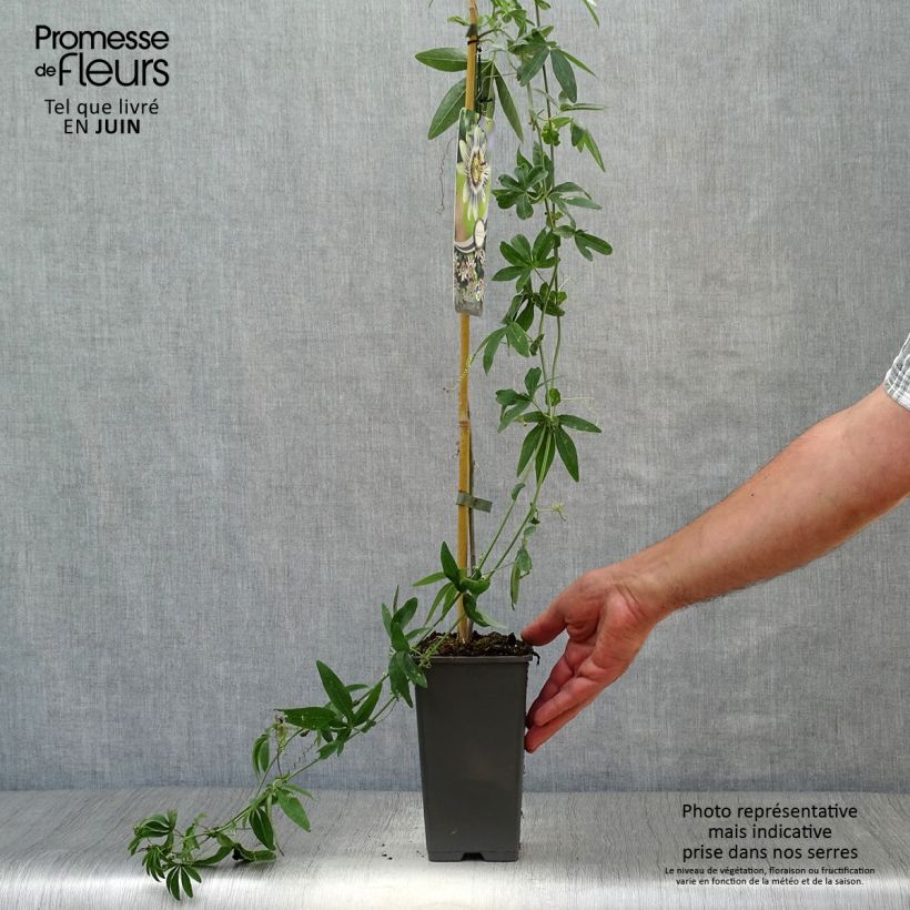Passiflora caerulea- Passion Flower 2L/3L pot sample as delivered in summer