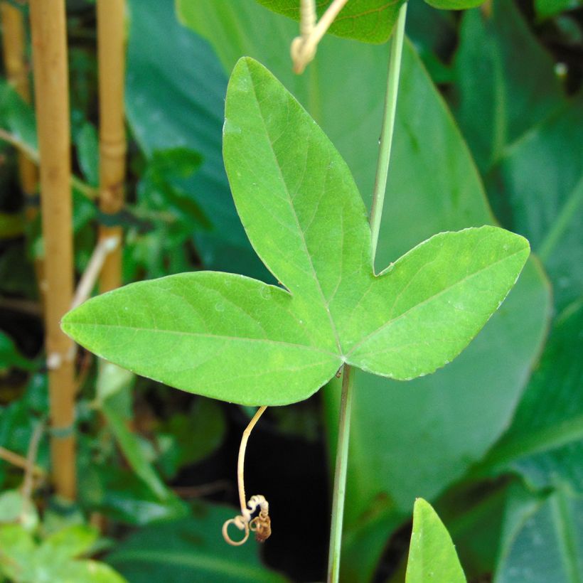 Passiflora caerulea Purple Haze- Passion Flower (Foliage)