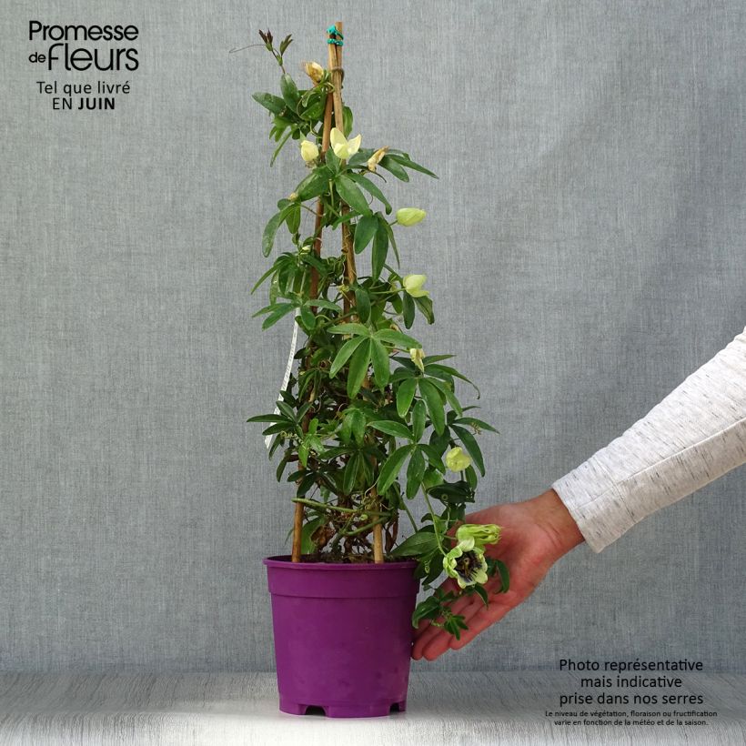 Passiflora caerulea x racemosa- Passion Flower 2L/3L pot sample as delivered in summer