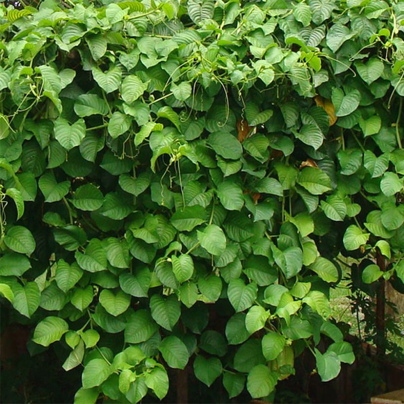 Passiflora quadrangularis (Foliage)