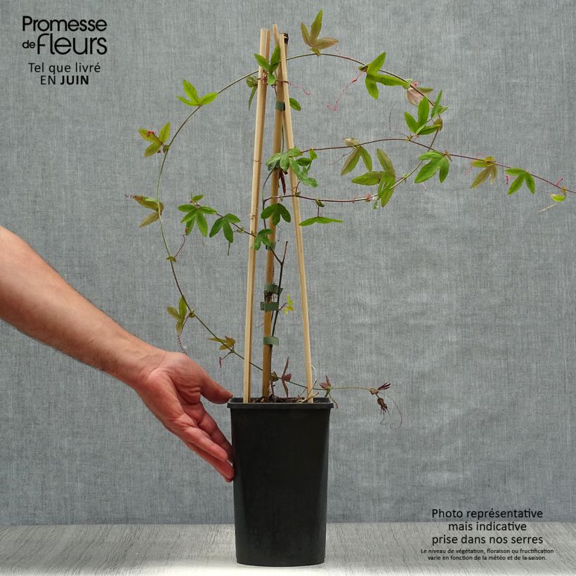 Passiflora Lavender Lady- Passion Flower 2L/3L pot sample as delivered in summer