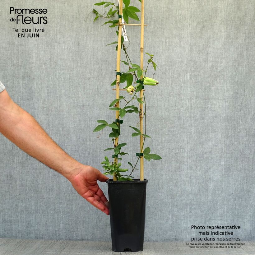 Passiflora Damsels Delight- Passion Flower 2L/3L pot sample as delivered in summer