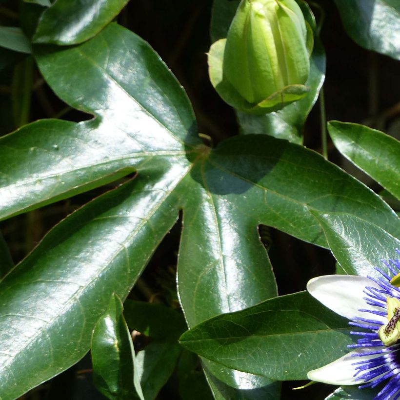 Passiflora Damsels Delight- Passion Flower (Foliage)