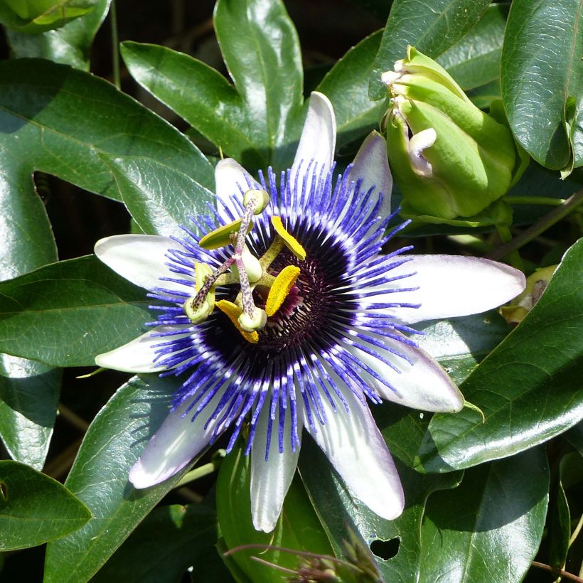 Passiflora Damsels Delight- Passion Flower (Flowering)