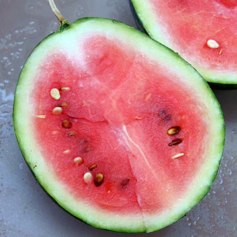 Watermelon Mini-Love plants - Citrullus lanatus (Harvest)
