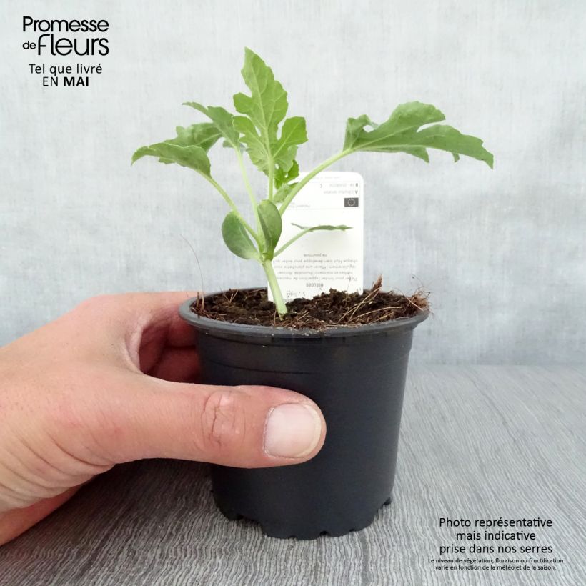 Watermelon Pata Negra F1 - Citrullus lanatus 10cm/11cm pot sample as delivered in spring
