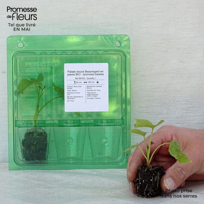 Sweet Potato Beauregard - Ipomoea batatas Plug plant 3/4cm sample as delivered in spring