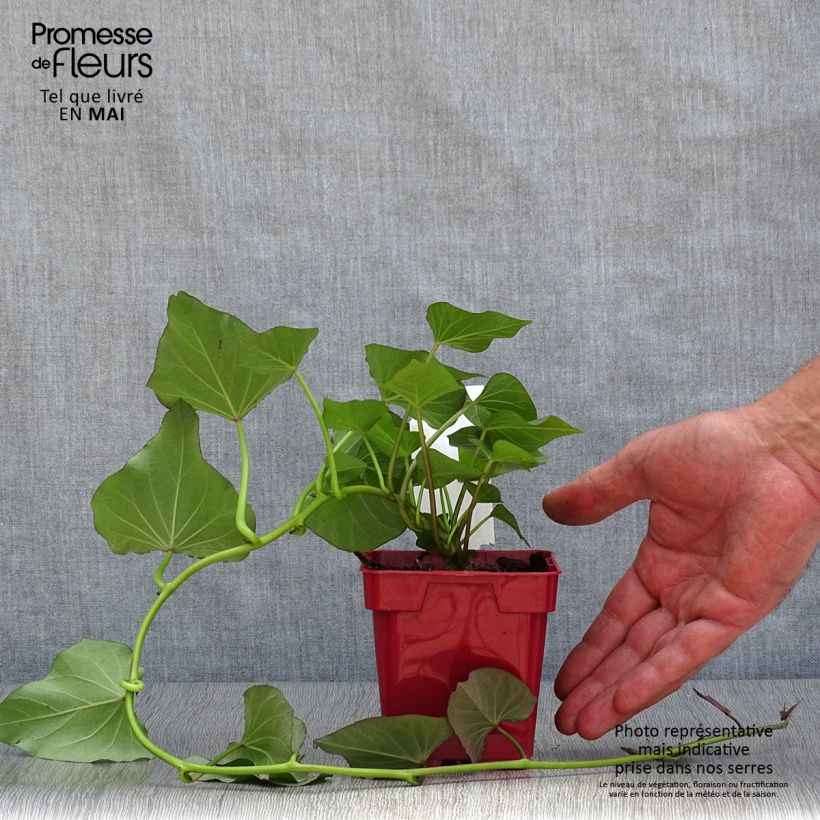 Sweet Potato Beauregard Plants - Ipomoea batatas 10cm/11cm pot sample as delivered in spring