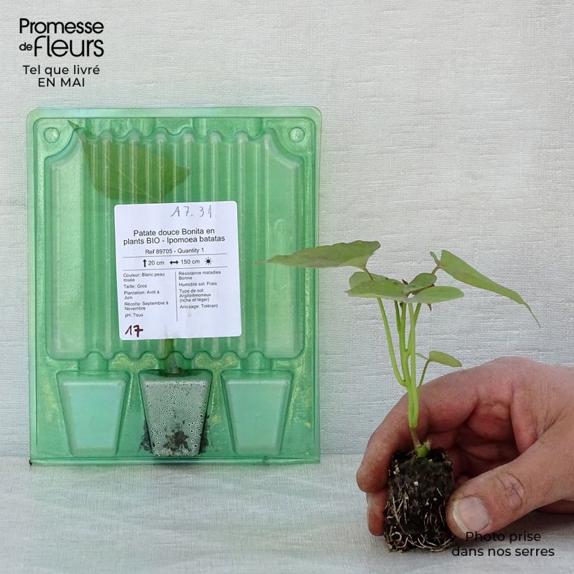 Organic Sweet Potato Bonita - Ipomoea batatas Plug plant 3/4cm sample as delivered in spring