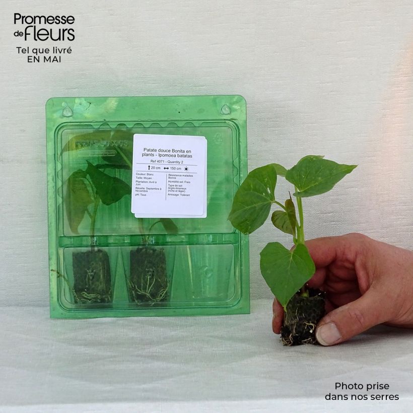 Sweet Potato Bonita - Ipomoea batatas Plug plant 3/4cm sample as delivered in spring