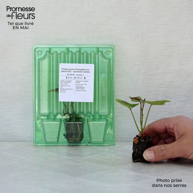 Organic Sweet Potato Evangeline plants - Ipomoea batatas Plug plant 3/4cm sample as delivered in spring