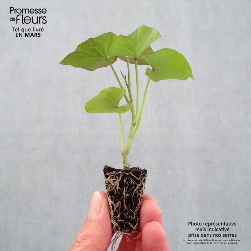 Organic Sweet Potato Evangeline plants - Ipomoea batatas sample as delivered in spring