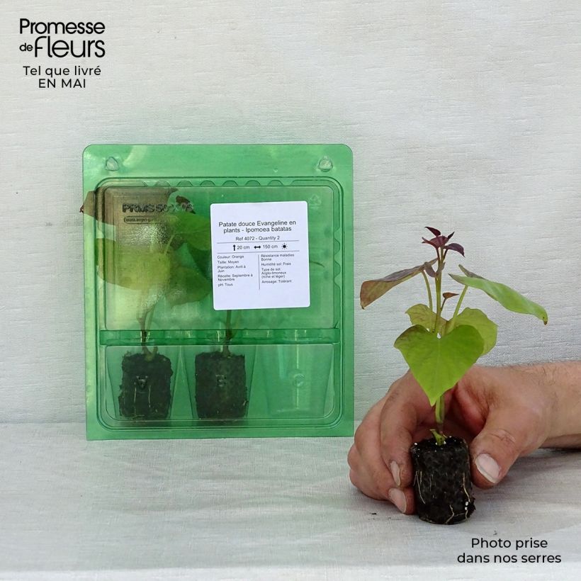 Ipomoea batatas 'Evangeline' Plug plant 3/4cm sample as delivered in spring
