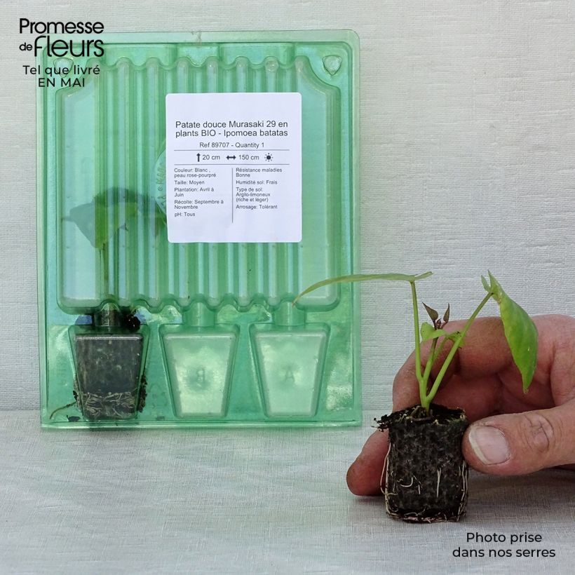 Organic Sweet Potato Murasaki 29 plants - Ipomoea batatas Plug plant 3/4cm sample as delivered in spring