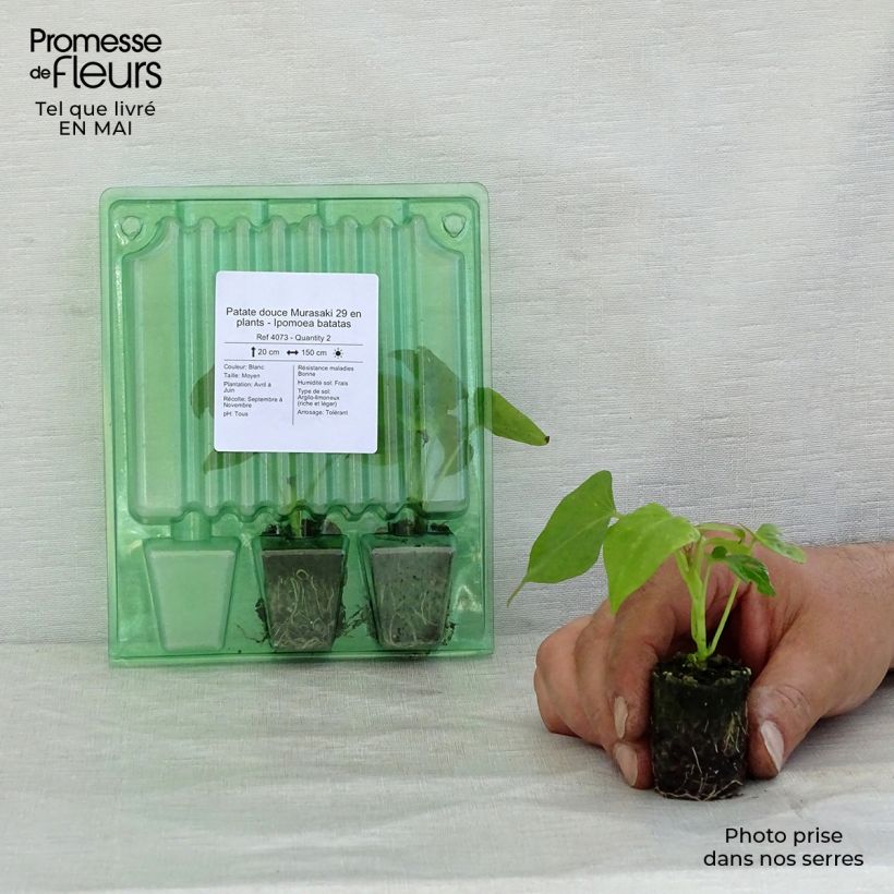 Sweet Potato Murasaki 29 plants - Ipomoea batatas Plug plant 3/4cm sample as delivered in spring