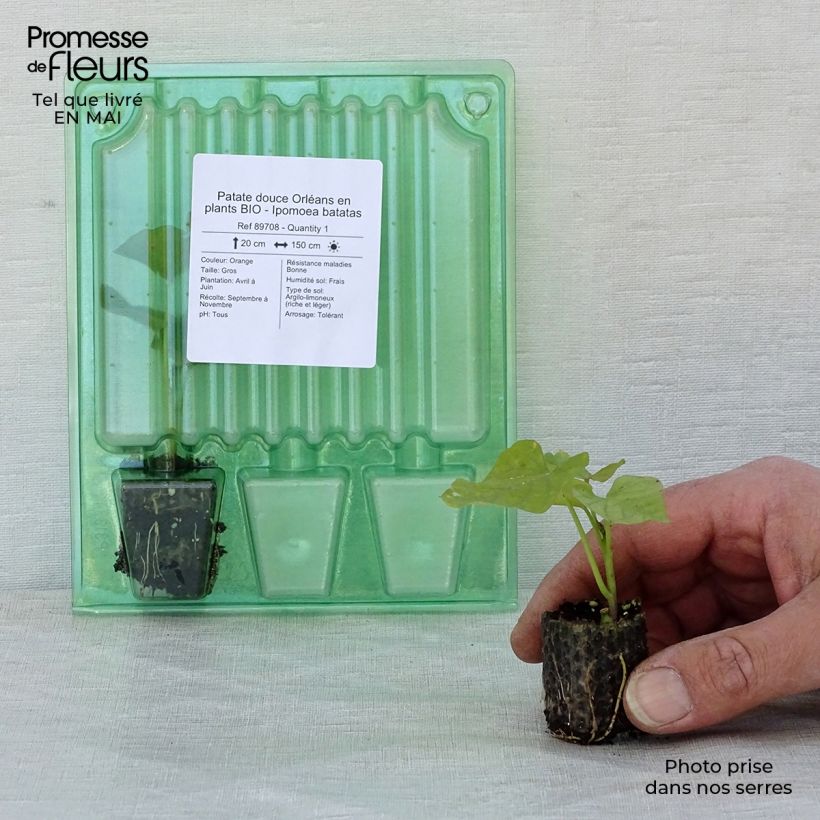 Organic Sweet Potato Orleans plants - Ipomoea batatas Plug plant 3/4cm sample as delivered in spring
