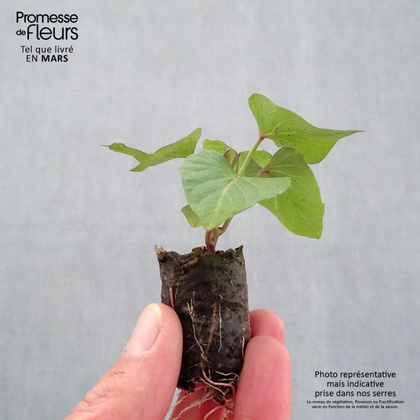 Sweet Potato Orleans plants - Ipomoea batatas sample as delivered in spring