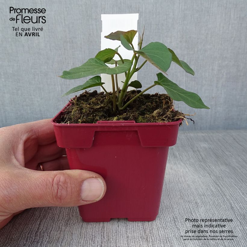 Sweet Potato Orleans plants - Ipomoea batatas 10cm/11cm pot sample as delivered in spring