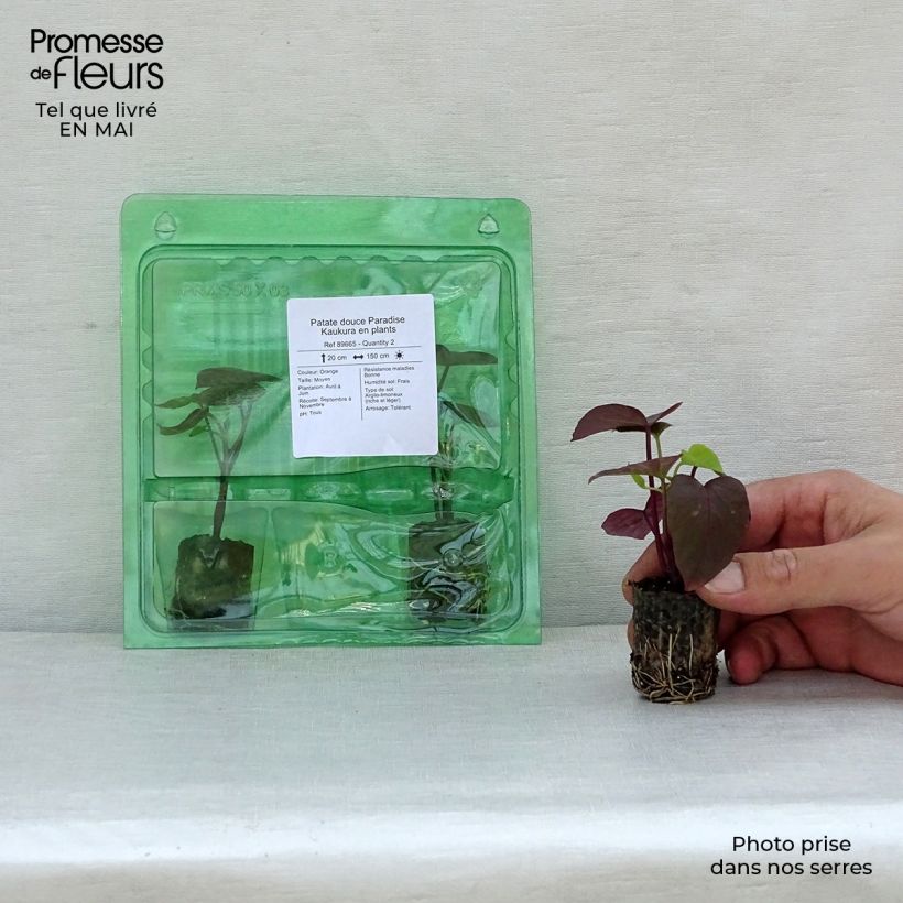 Sweet Potato Paradise Kaukura - Ipomoea batatas Plug plant 3/4cm sample as delivered in spring