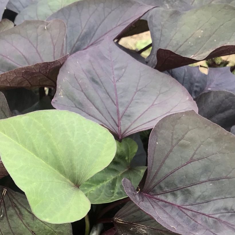 Sweet Potato Paradise Kaukura - Ipomoea batatas (Foliage)