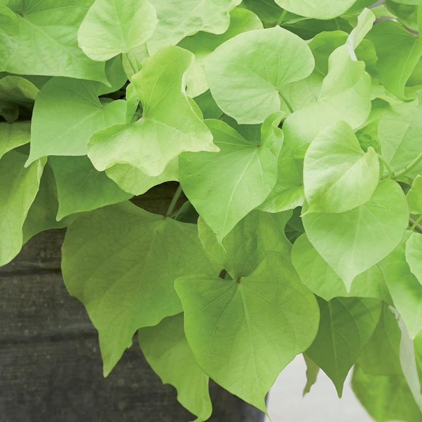 Sweet Potato Paradise Makatea - Ipomoea batatas (Foliage)