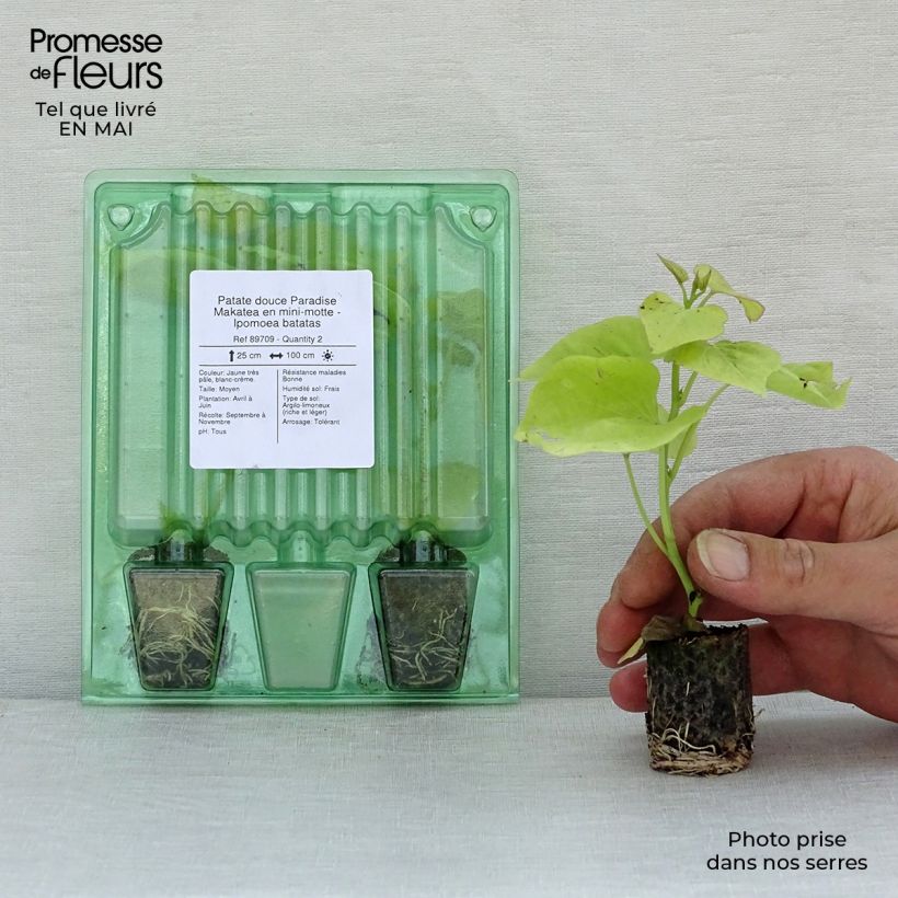 Sweet Potato Paradise Makatea - Ipomoea batatas Plug plant 3/4cm sample as delivered in spring