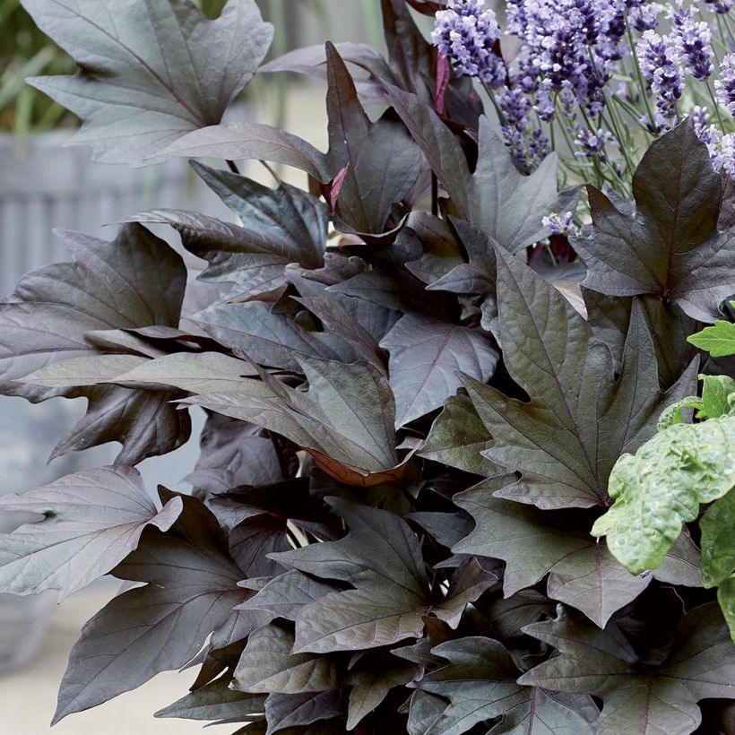 Sweet Potato Paradise Manihi - Ipomoea batatas (Foliage)