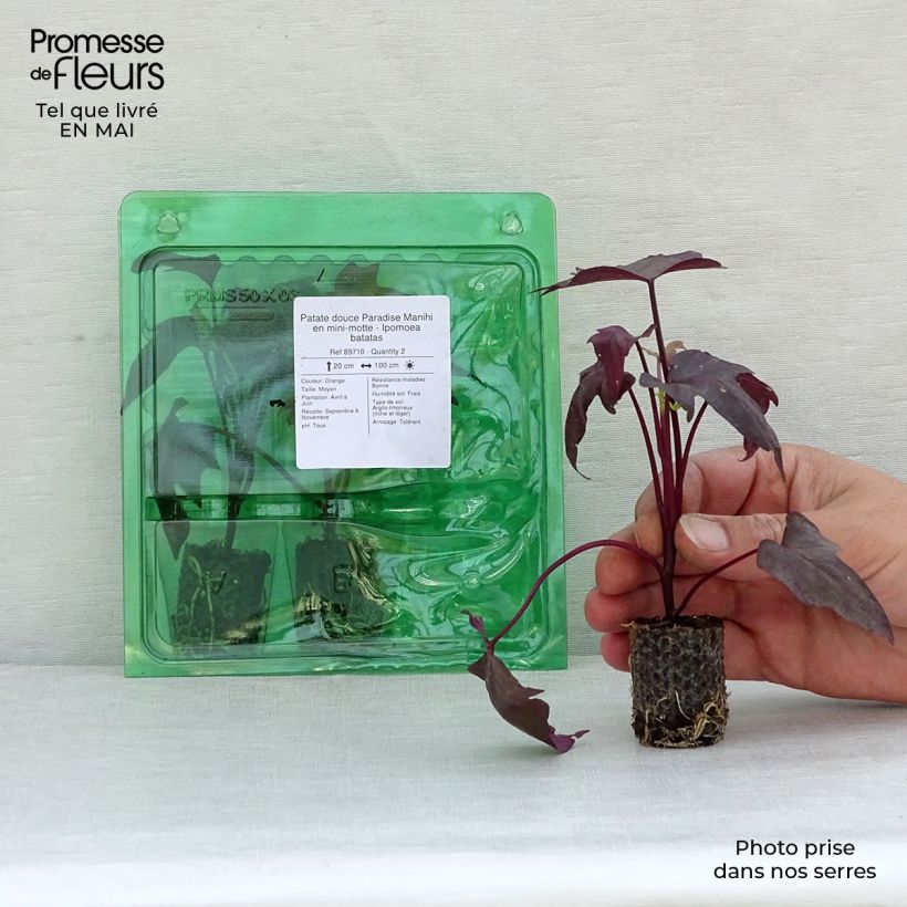 Sweet Potato Paradise Manihi - Ipomoea batatas Plug plant 3/4cm sample as delivered in spring