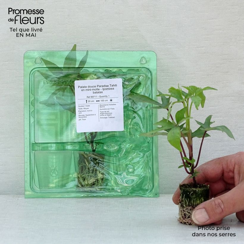 Sweet Potato Paradise Tahiti - Ipomoea batatas Plug plant 3/4cm sample as delivered in spring