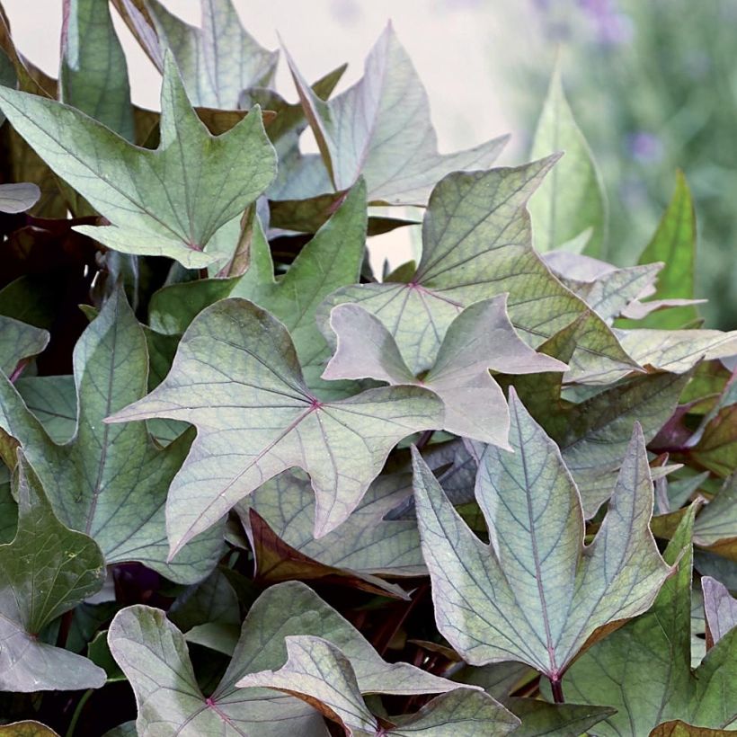 Sweet Potato Paradise Takatoto - Ipomoea batatas (Foliage)