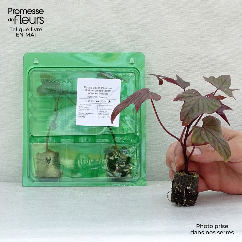 Sweet Potato Paradise Takatoto - Ipomoea batatas Plug plant 3/4cm sample as delivered in spring