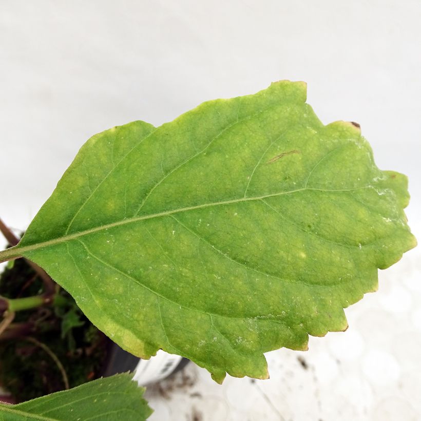 Patchouli - Pogostemon cablin (Foliage)