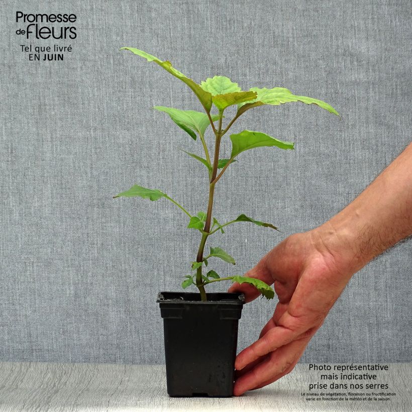 Patchouli - Pogostemon cablin 8/9 cm pot sample as delivered in summer