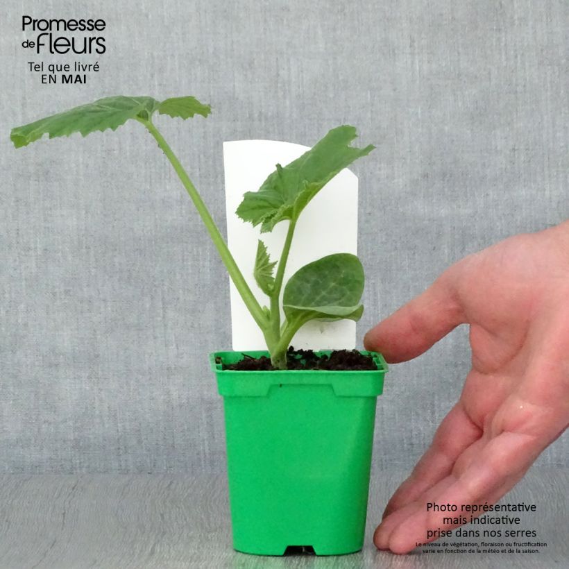 Apple gourd - Cucurbita pepo var. ovifera 10cm/11cm pot sample as delivered in spring