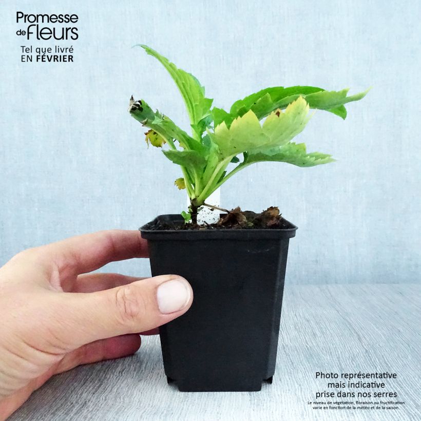 Patrinia gibbosa 8/9 cm pot sample as delivered in autumn