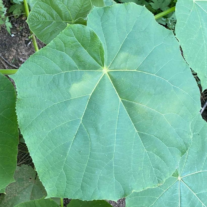 Paulownia fortunei April Light - Foxglove Tree (Foliage)