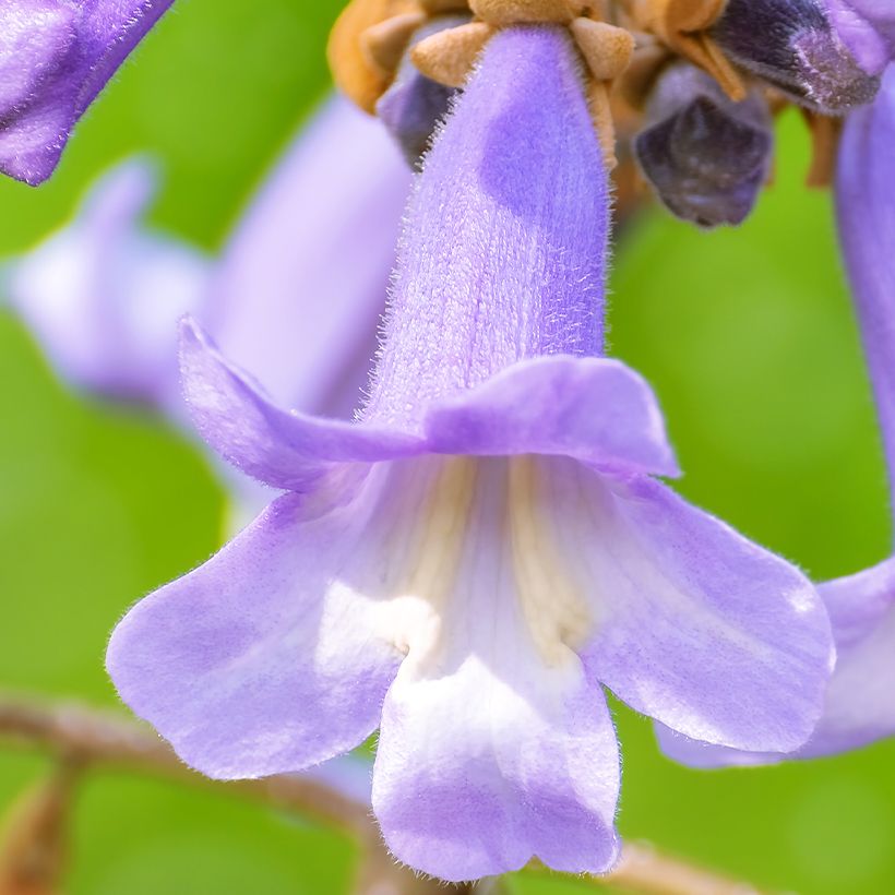 Paulownia fortunei April Light - Foxglove Tree (Flowering)