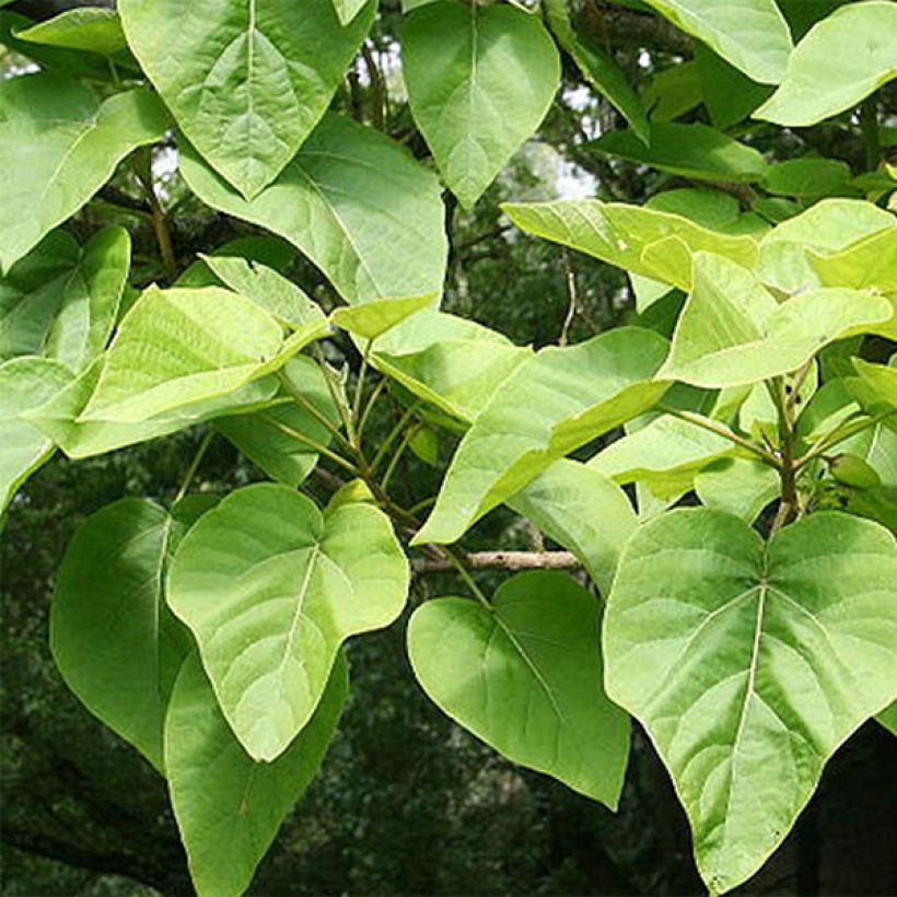 Paulownia tomentosa - Foxglove Tree (Foliage)