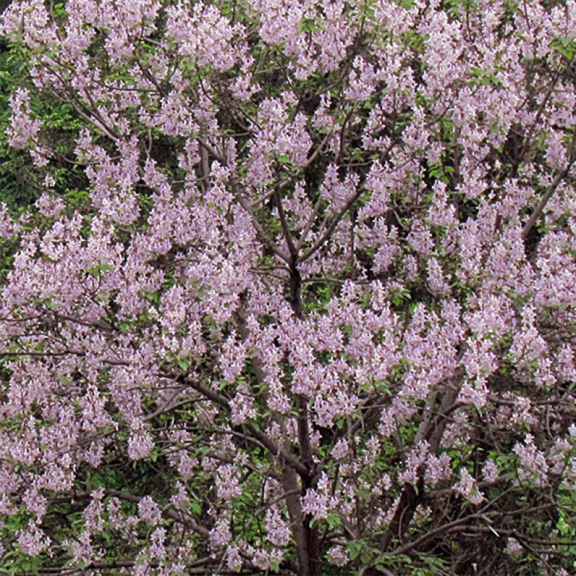 Paulownia tomentosa - Foxglove Tree (Flowering)