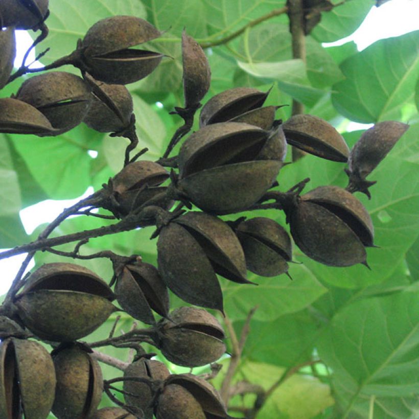 Paulownia tomentosa - Foxglove Tree (Harvest)