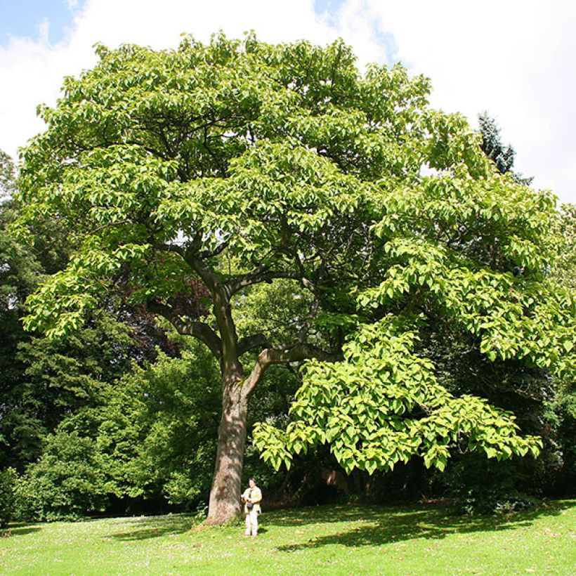Paulownia tomentosa - Foxglove Tree (Plant habit)