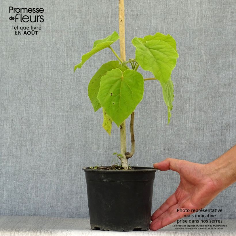 Paulownia tomentosa - Foxglove Tree 2L/3L pot sample as delivered in summer