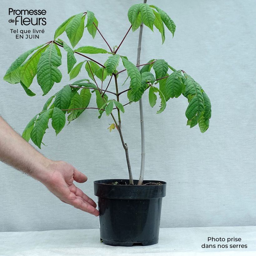 Aesculus parviflora 2L/3L pot sample as delivered in summer