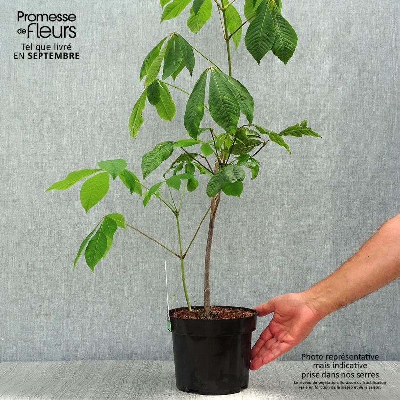 Aesculus parviflora 20L/25L pot sample as delivered in autumn