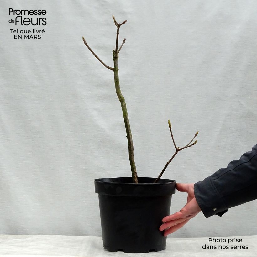 Aesculus parviflora sample as delivered in spring