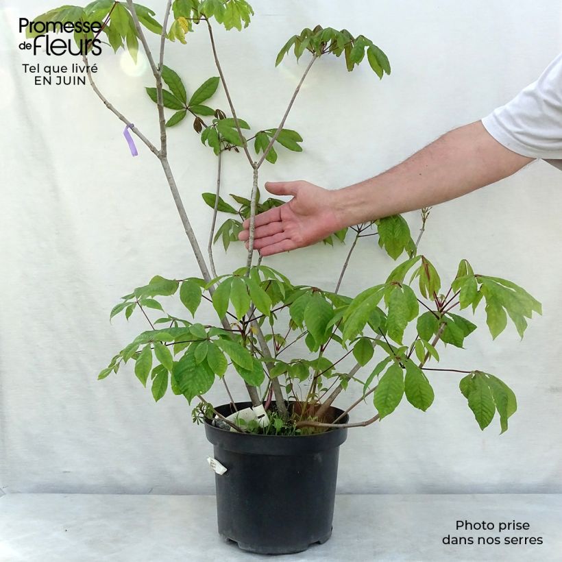 Aesculus parviflora 7.5L/10L pot sample as delivered in summer