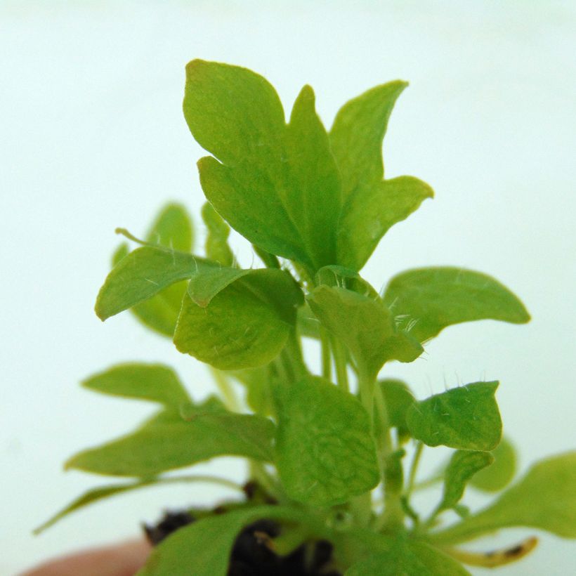 Papaver nudicaule Champagne Bubbles Mix (Foliage)