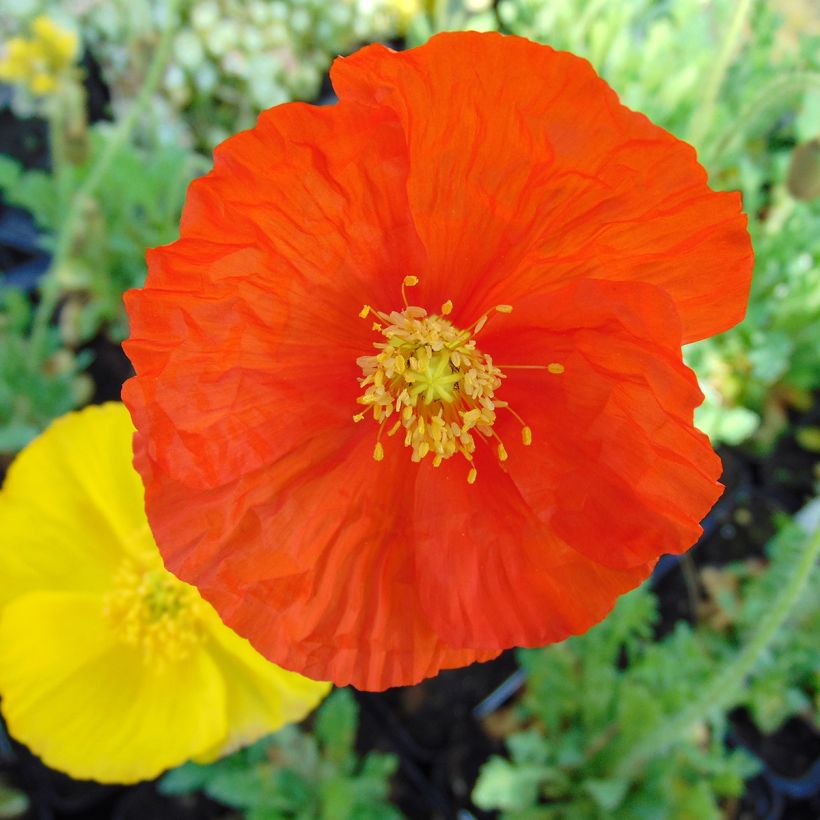 Papaver nudicaule Gartenzwerg Group (Flowering)