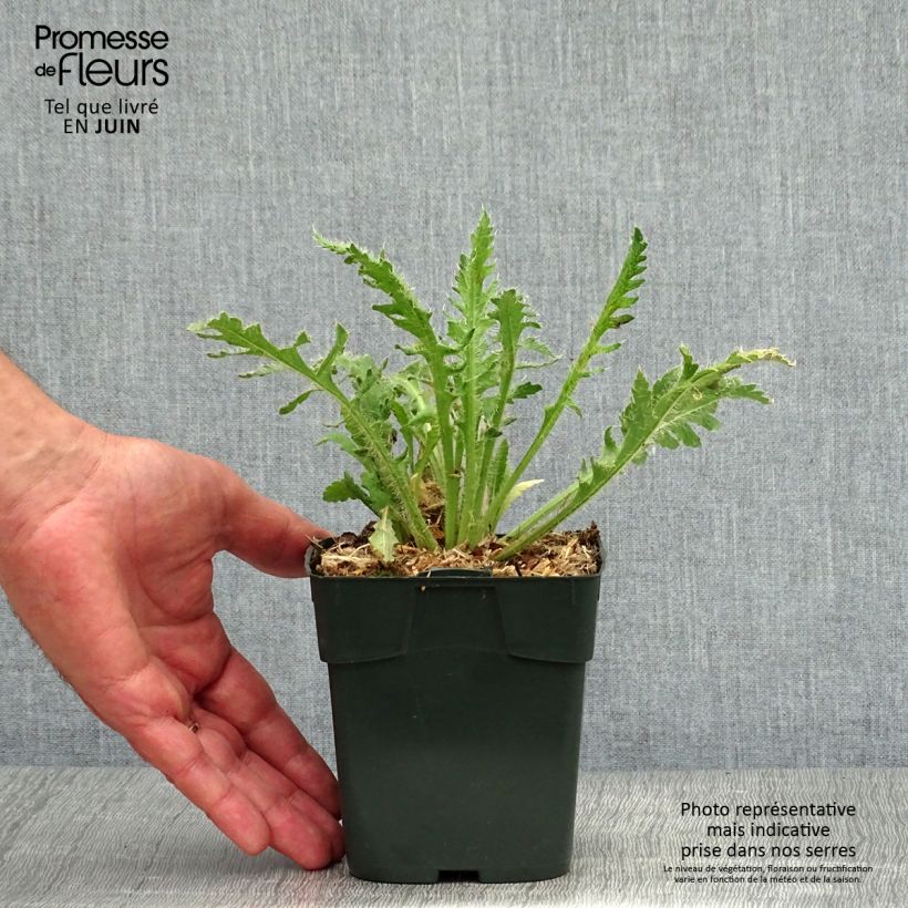 Papaver nudicaule Gartenzwerg Group 8/9 cm pot sample as delivered in summer